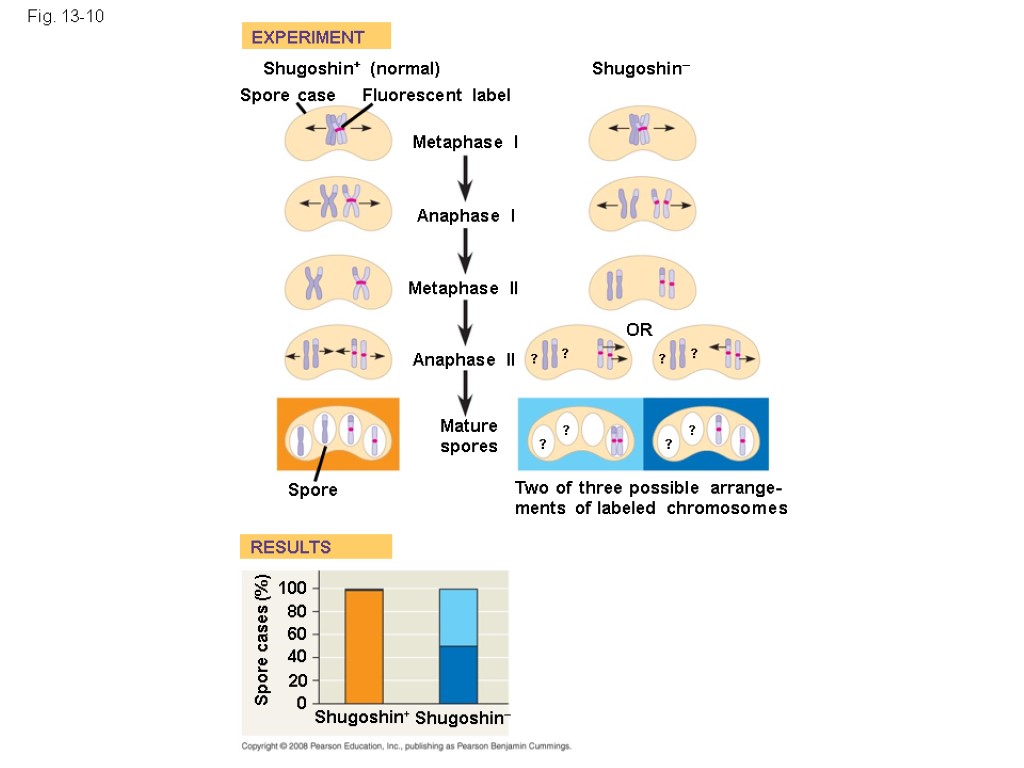 Fig. 13-10 EXPERIMENT RESULTS Shugoshin+ (normal)+ Spore case Fluorescent label Metaphase I Shugoshin– Anaphase